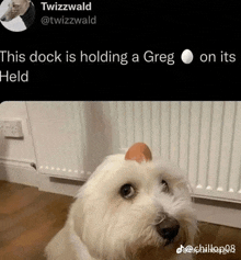 a dog is holding an egg in its mouth and a tweet from twizzwald says this dock is holding a greg on its held