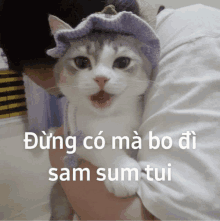 a cat wearing a hat is being held by a person with a caption in a foreign language