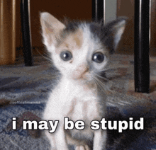 a kitten with a caption that says i may be stupid on it