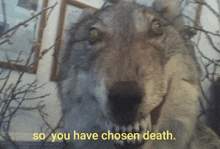 a stuffed wolf with the words so you have chosen death behind it