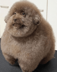 a very fluffy brown dog sitting on a black surface