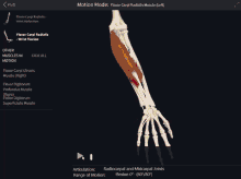 a screenshot of a flexor carpi radialis muscle on a computer screen