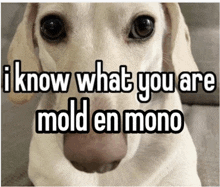 a dog with the words i know what you are mold en mono on it