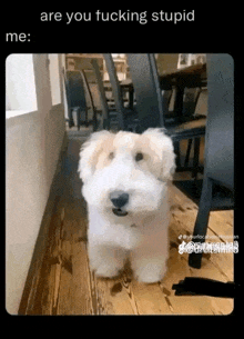 a small white dog is standing on a wooden floor and looking at the camera with the caption are you fucking stupid me