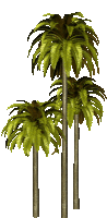 a group of palm trees with green leaves