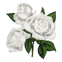 a drawing of three white roses with green leaves on a white background