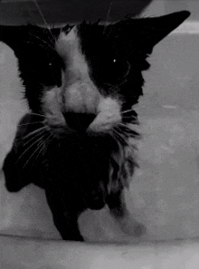 a black and white photo of a cat in a bathtub looking at the camera .