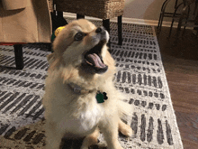 a dog sitting on a rug with its mouth open looking up