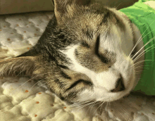 a close up of a cat sleeping on a blanket with its eyes closed