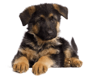 a german shepherd puppy laying on a white surface