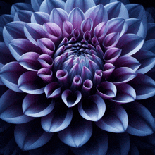 a close up of a blue and purple flower with a dark background