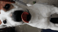 a close up of a dog 's face with its tongue out