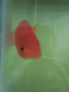 a red fish is swimming in a tank with green water