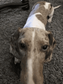 a brown and white dog laying on a gray carpet