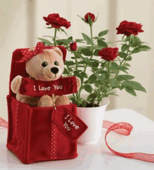 a teddy bear is sitting in a red box next to a potted plant of roses .