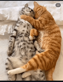 two cats are hugging each other on a bed and the number 2/2 is on the bottom right