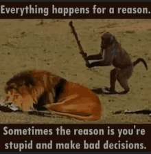 a monkey is holding a stick in front of a lion laying down