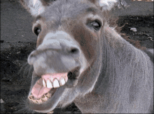 a close up of a donkey 's face with its mouth open