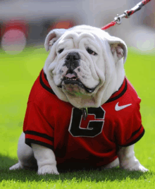 a white bulldog wearing a red nike jersey with the letter g on it