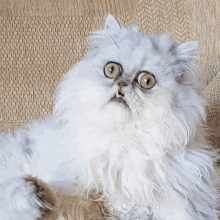 a fluffy white cat with green eyes is laying on its back on a couch and looking up at the camera .