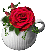 a large red rose is in a white cup