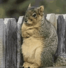 a squirrel is sitting on a wooden fence .