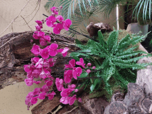 a bunch of pink orchids are growing on a log