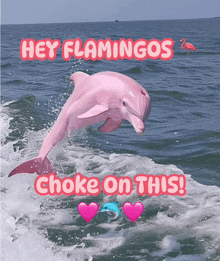 a pink dolphin is jumping out of the water with the words hey flamingos choke on this below it