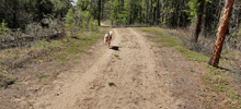 a dog is walking on a dirt road in the woods