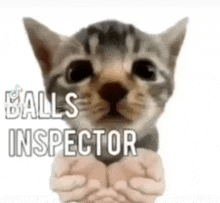 a kitten is being held in someone 's hands with the words balls inspector above it