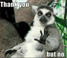 a lemur is sitting on a rock and waving at the camera with the words `` thank you but no '' .