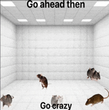 a bunch of rats are standing in a room with the words go ahead then go crazy