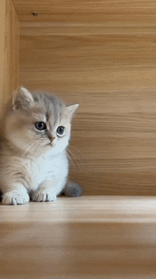 a kitten is sitting on a wooden shelf and looking at the camera