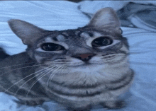 a close up of a cat laying on a bed looking up at the camera