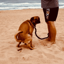 a dog on a leash is looking at a man on the beach