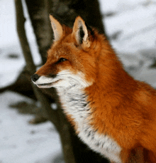 a close up of a fox in the snow