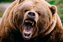 a brown bear with its mouth open and teeth visible