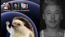 a picture of a hedgehog next to a picture of a man with the name cybrelon