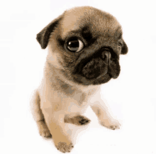 a small pug puppy sitting on a white background looking at the camera