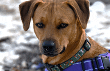 a brown dog wearing a purple harness and collar looks at the camera