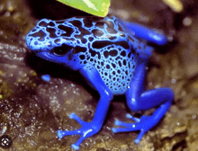 a blue frog with black spots sits on a rock next to a green leaf