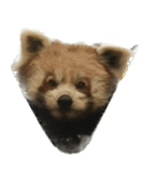 a close up of a red panda 's head in a cone on a white background