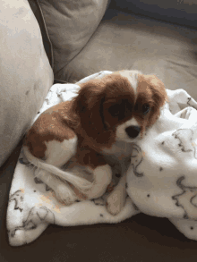 a small brown and white dog is laying on a blanket on a couch