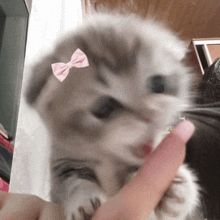 a small kitten with a pink bow on its head is being held by a person