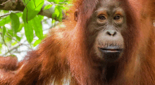 a close up of a monkey 's face with a tree in the background