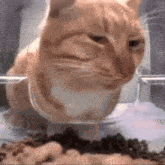 an orange and white cat is drinking water from a glass