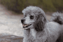 a gray poodle with its tongue out looks at the camera