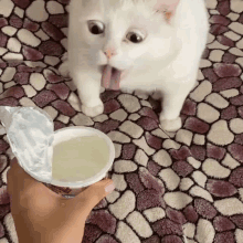 a white cat sticking its tongue out next to a person holding a cup of yogurt