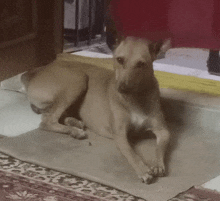 a dog is laying on a blanket on the floor and looking at the camera