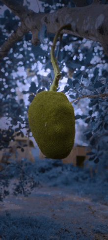 a green fruit hangs from a tree branch